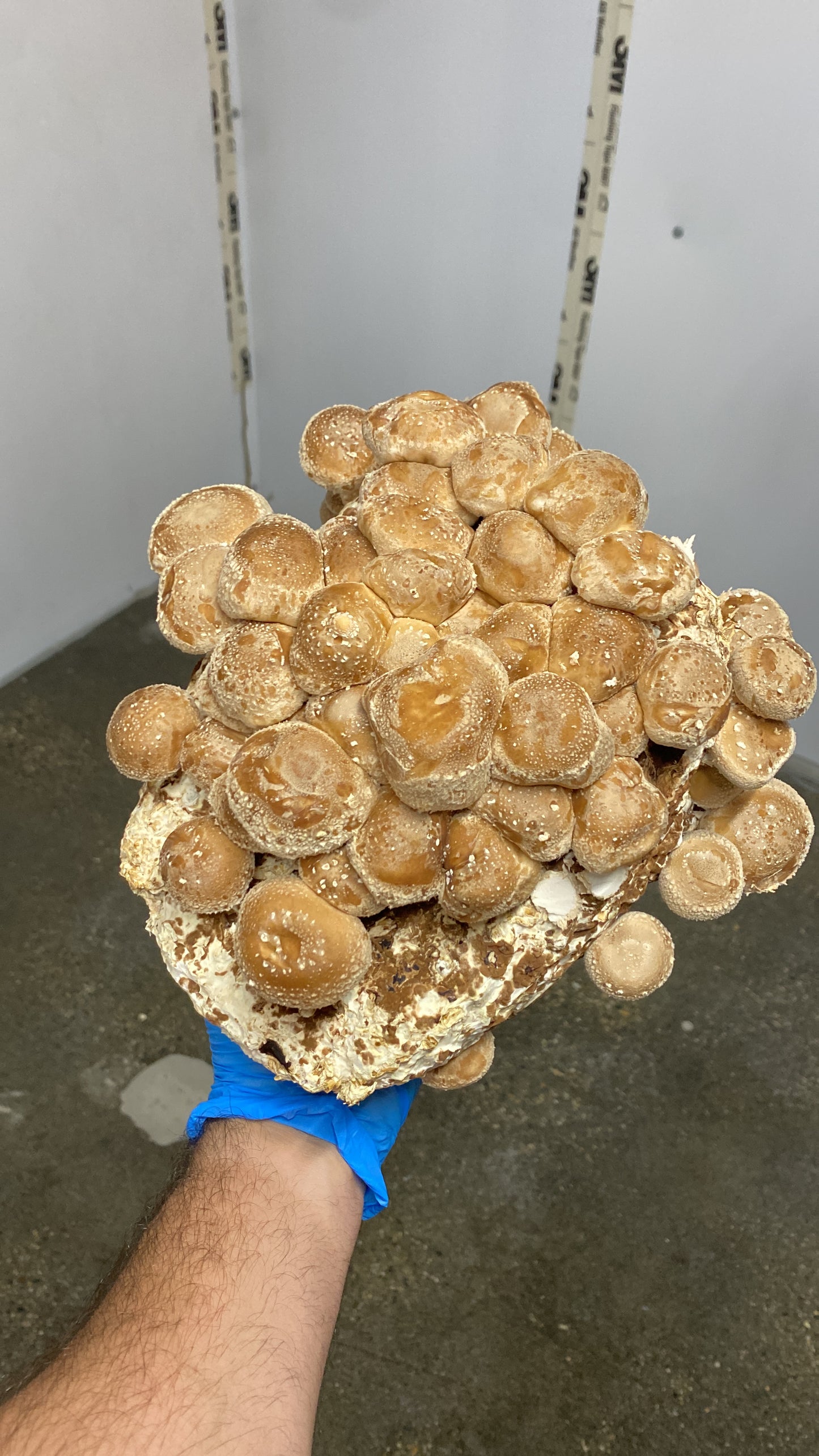SHIITAKE