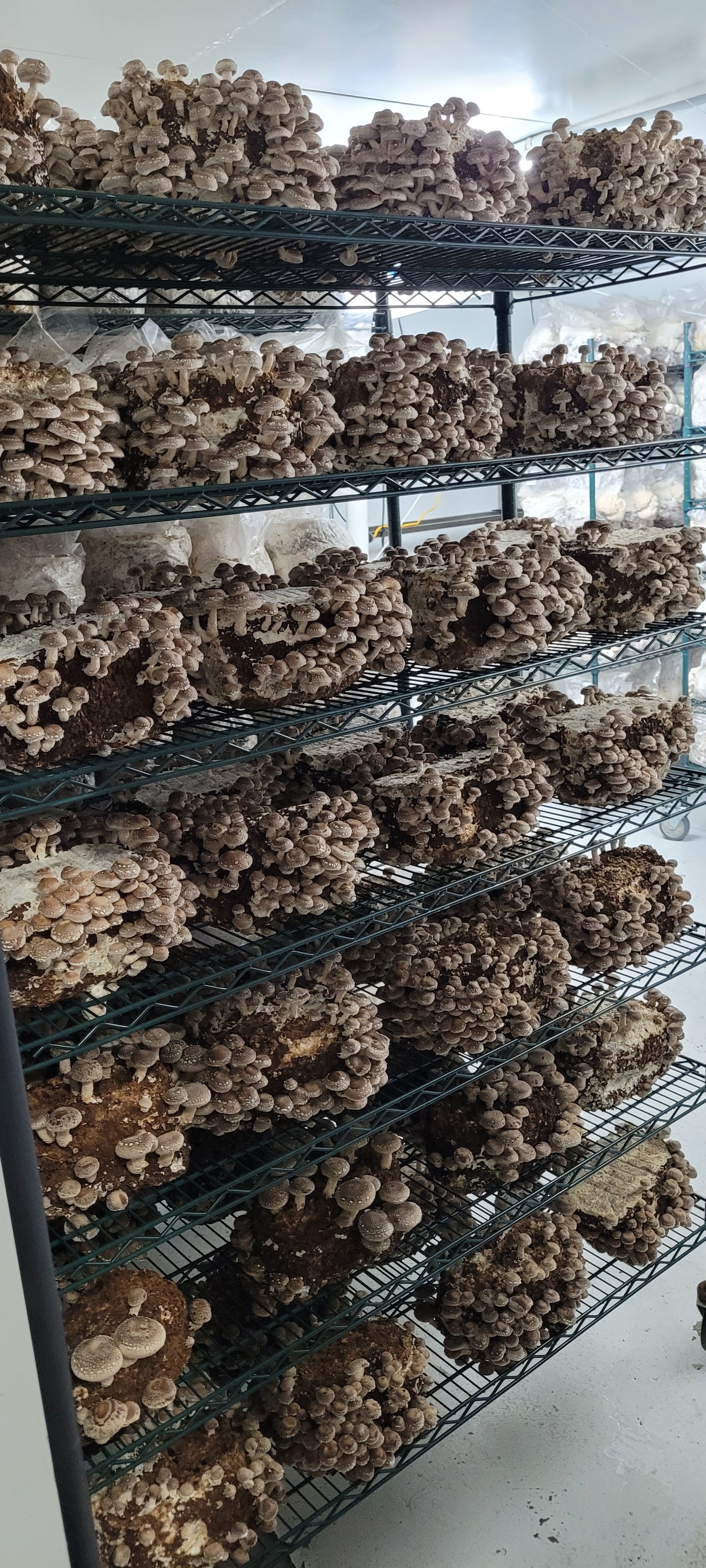 SHIITAKE