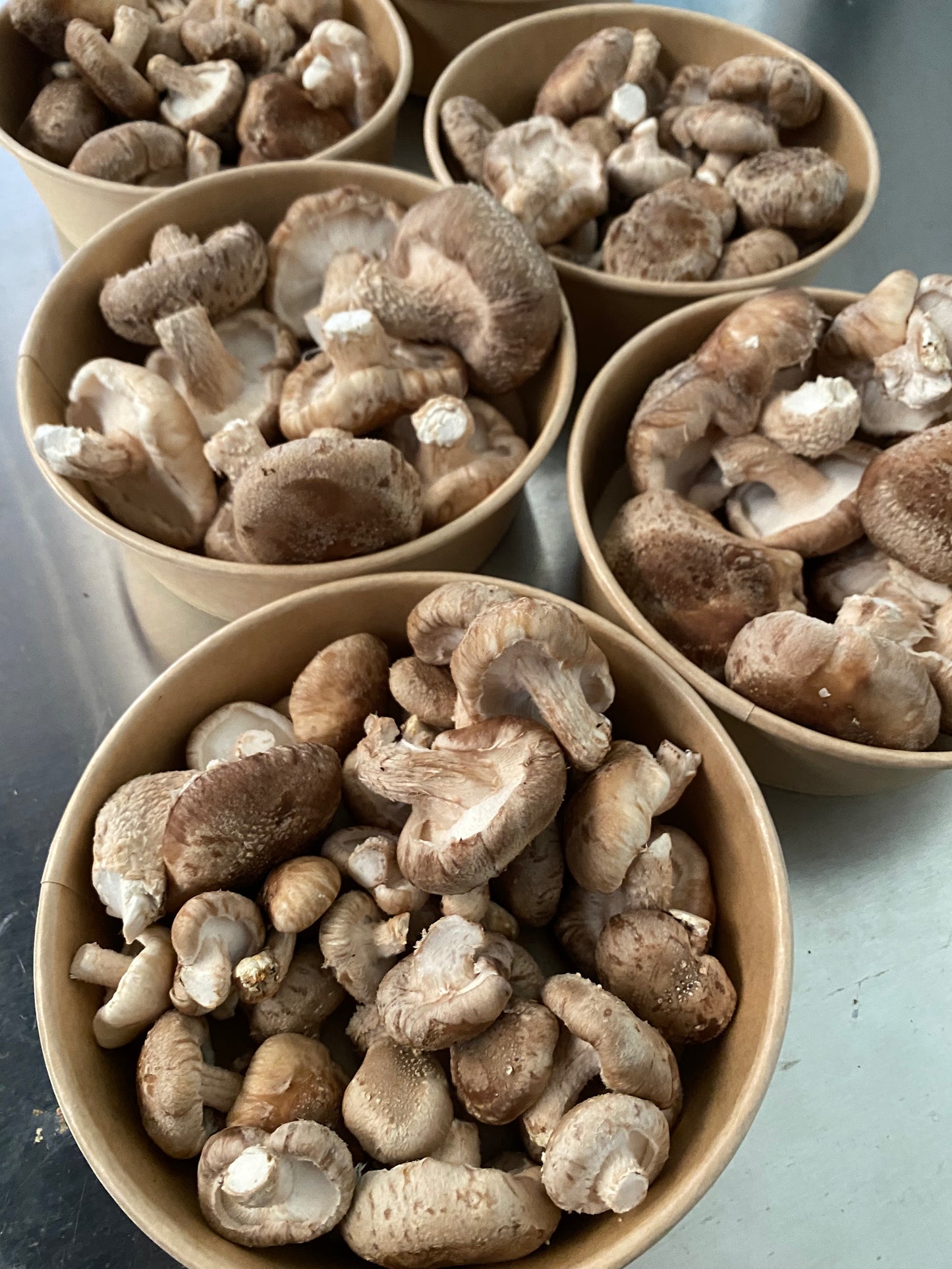 SHIITAKE