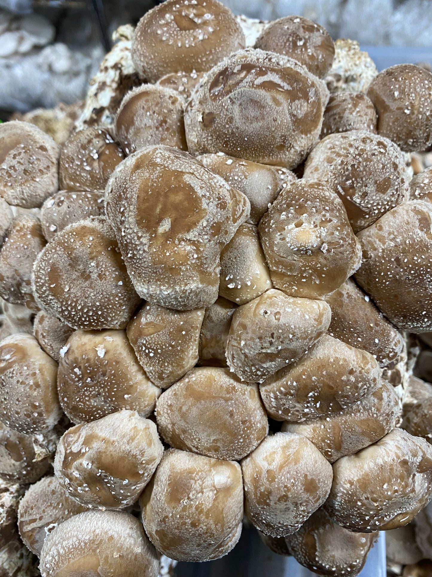 SHIITAKE
