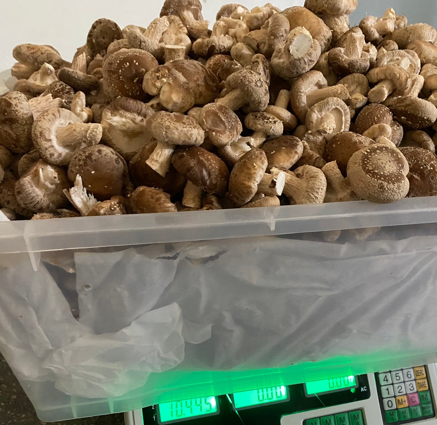 SHIITAKE