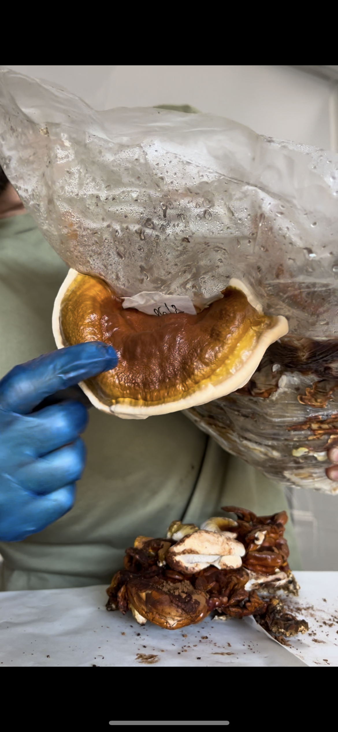 REISHI