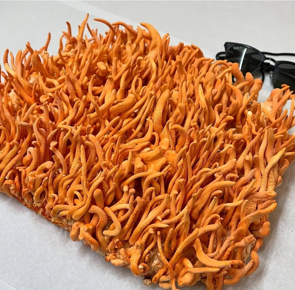 AM PERFORMANCE STACK