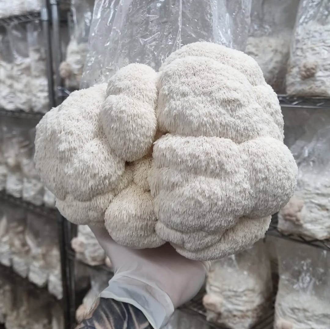 AM PERFORMANCE STACK