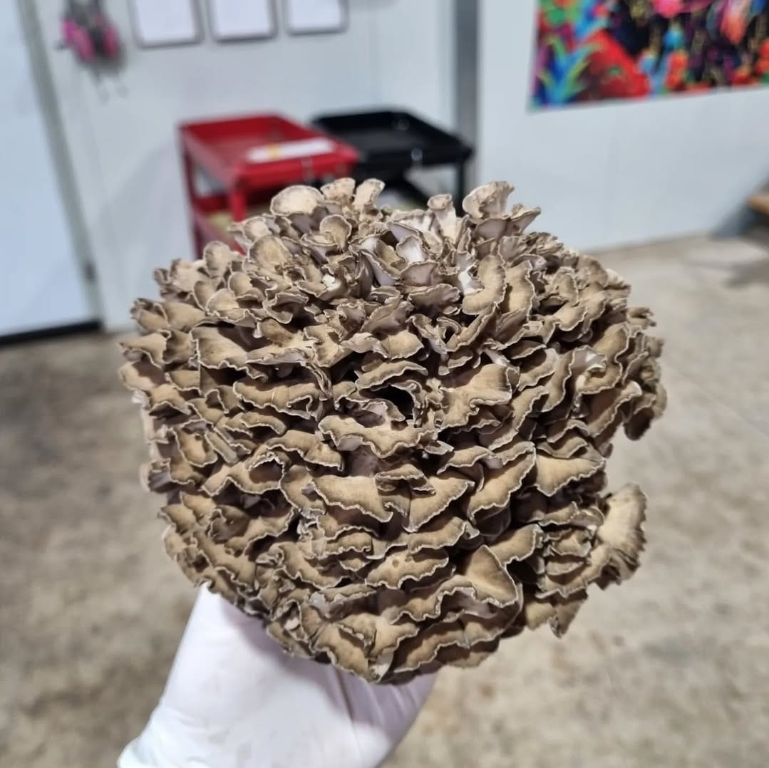 MAITAKE zero