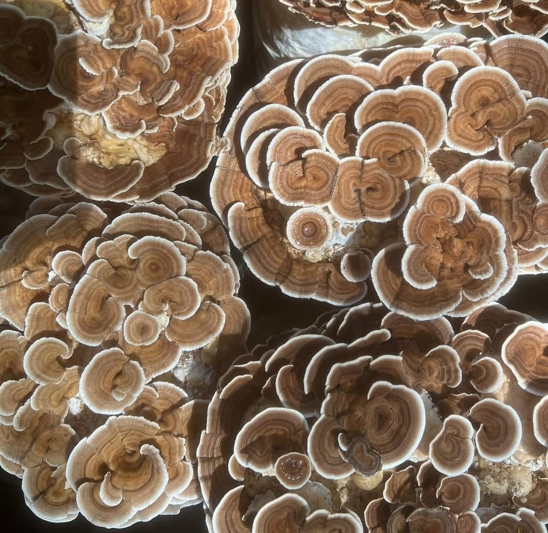 TURKEY TAIL zero