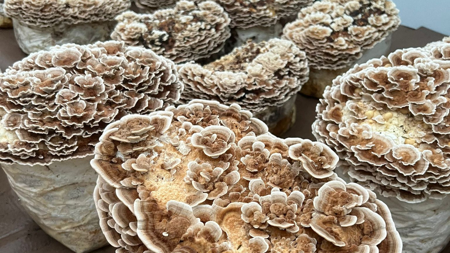 FULL STACK