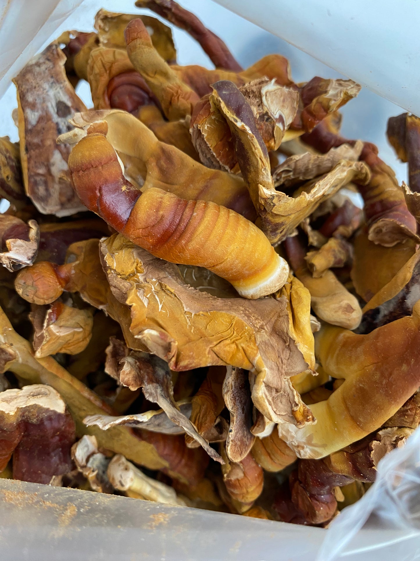 REISHI