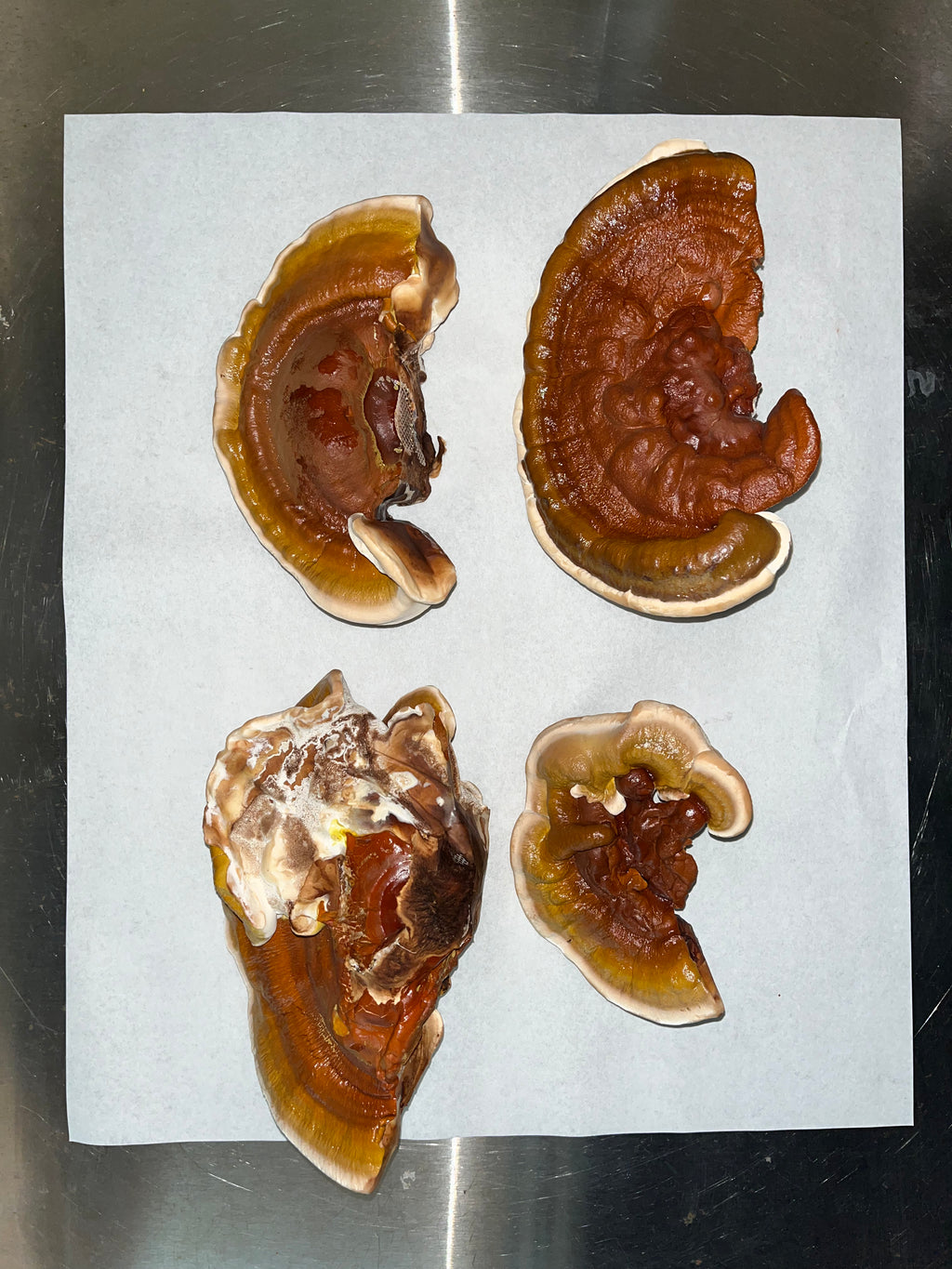 REISHI