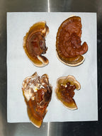 REISHI