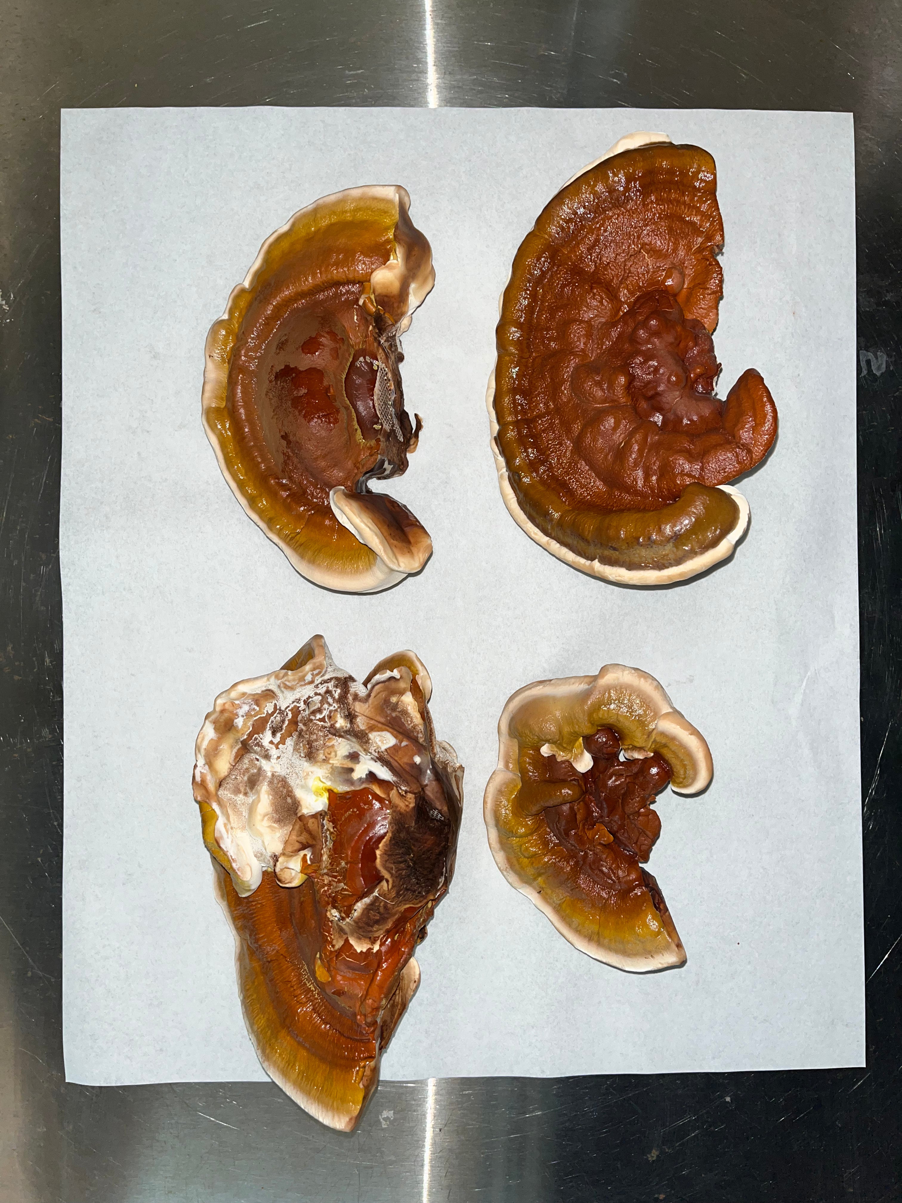 REISHI