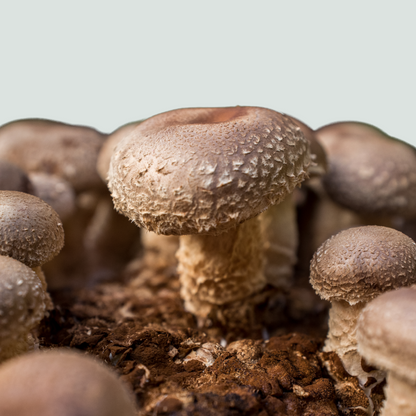 COMPLETE MUSHROOM EXTRACT PACK