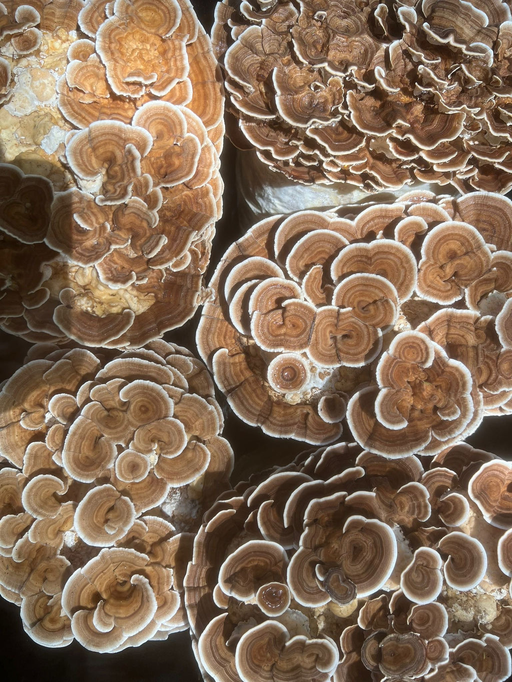 TURKEY TAIL