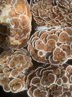 TURKEY TAIL