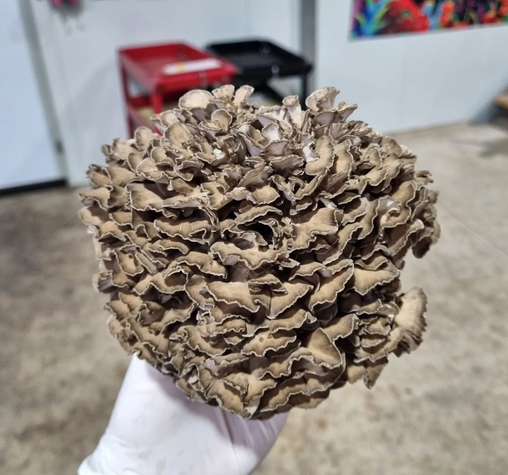 MAITAKE