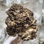 MAITAKE