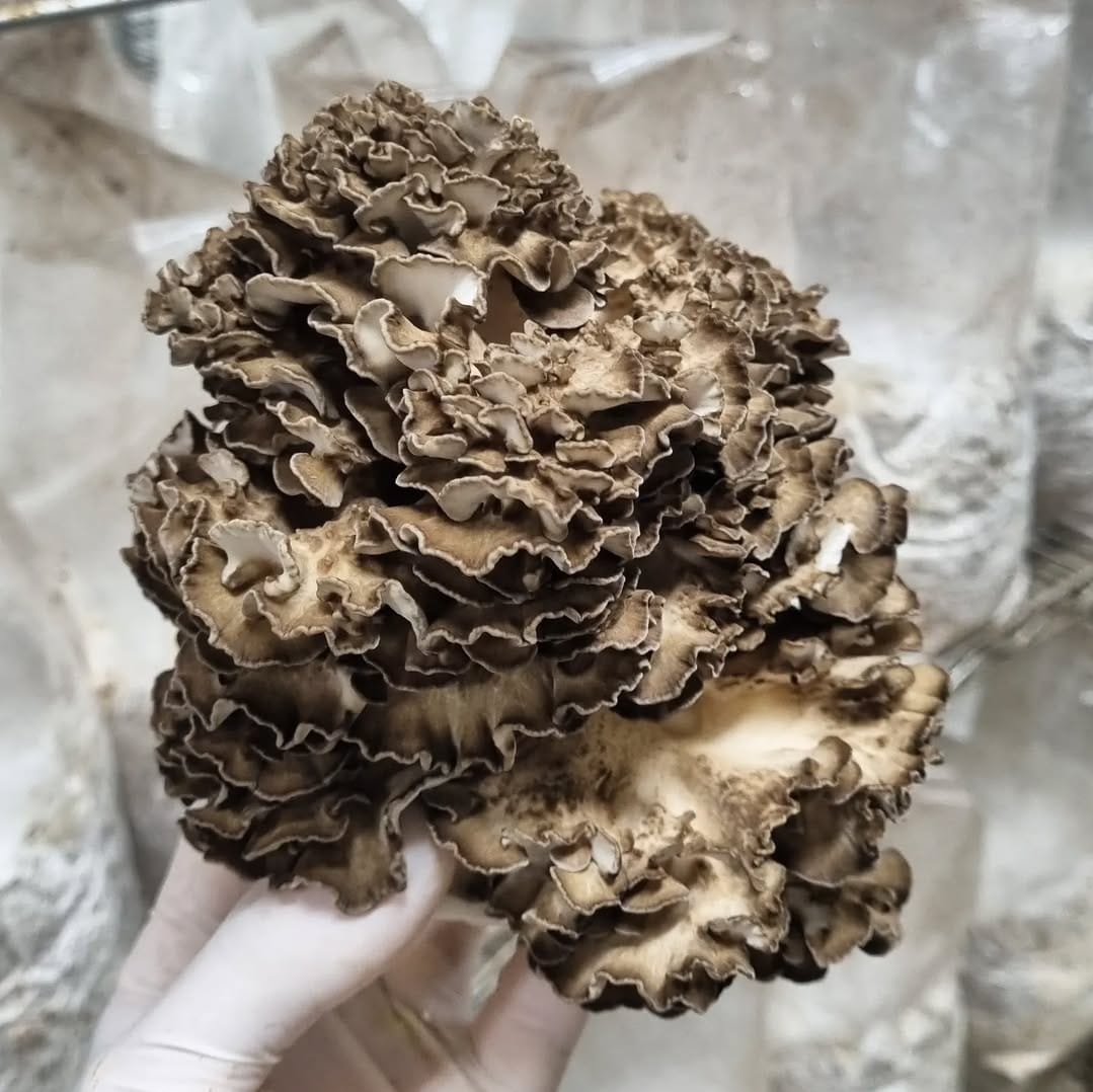 MAITAKE zero