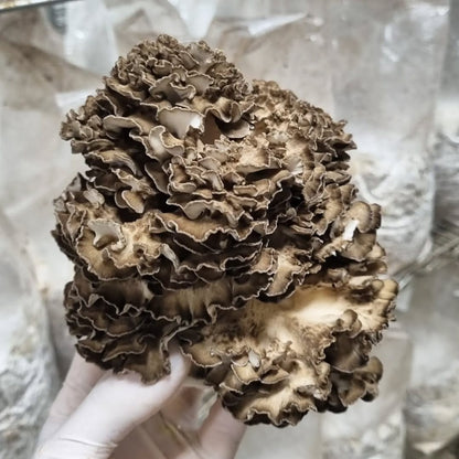 MAITAKE zero
